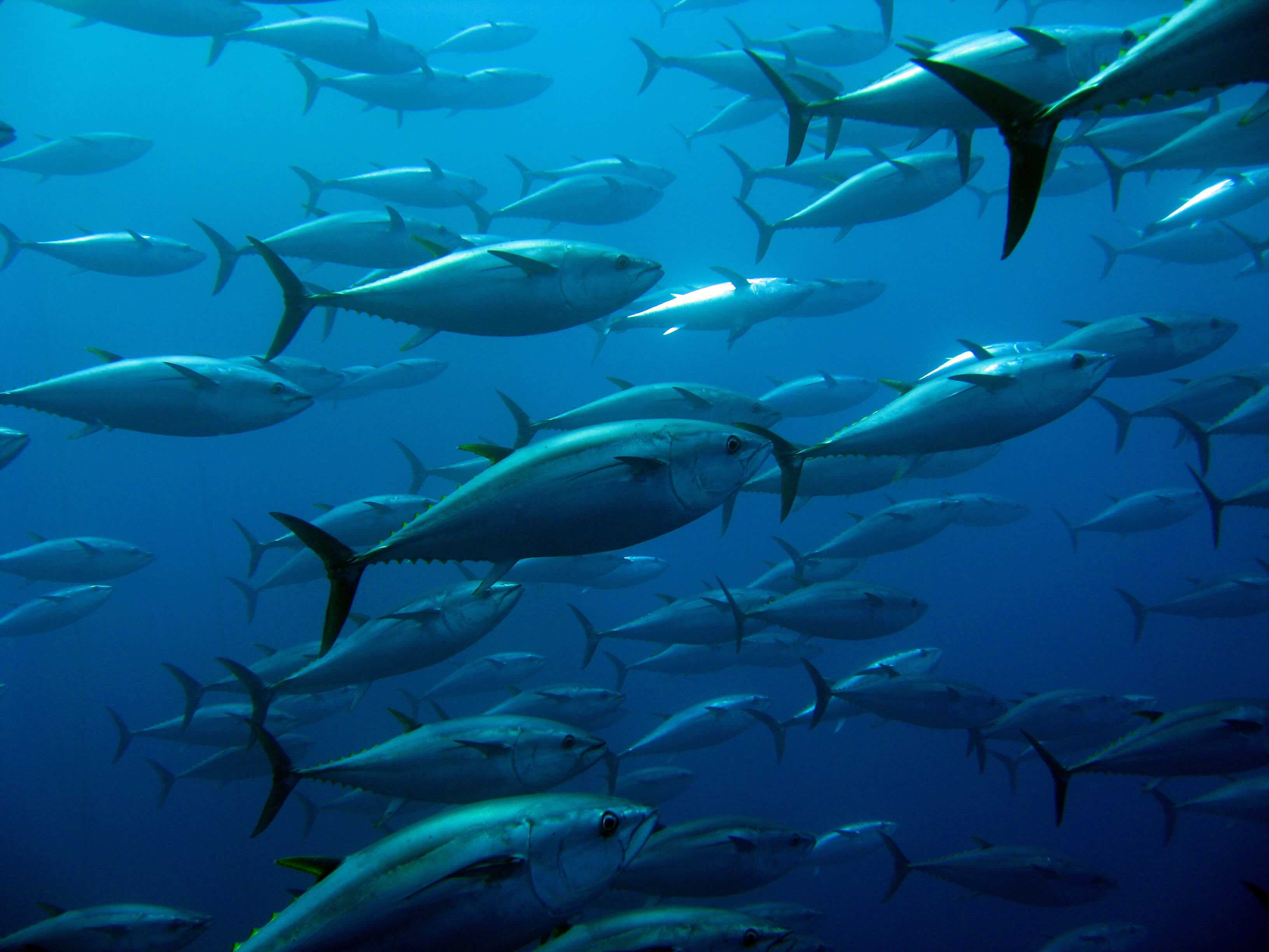 Premium Tuna