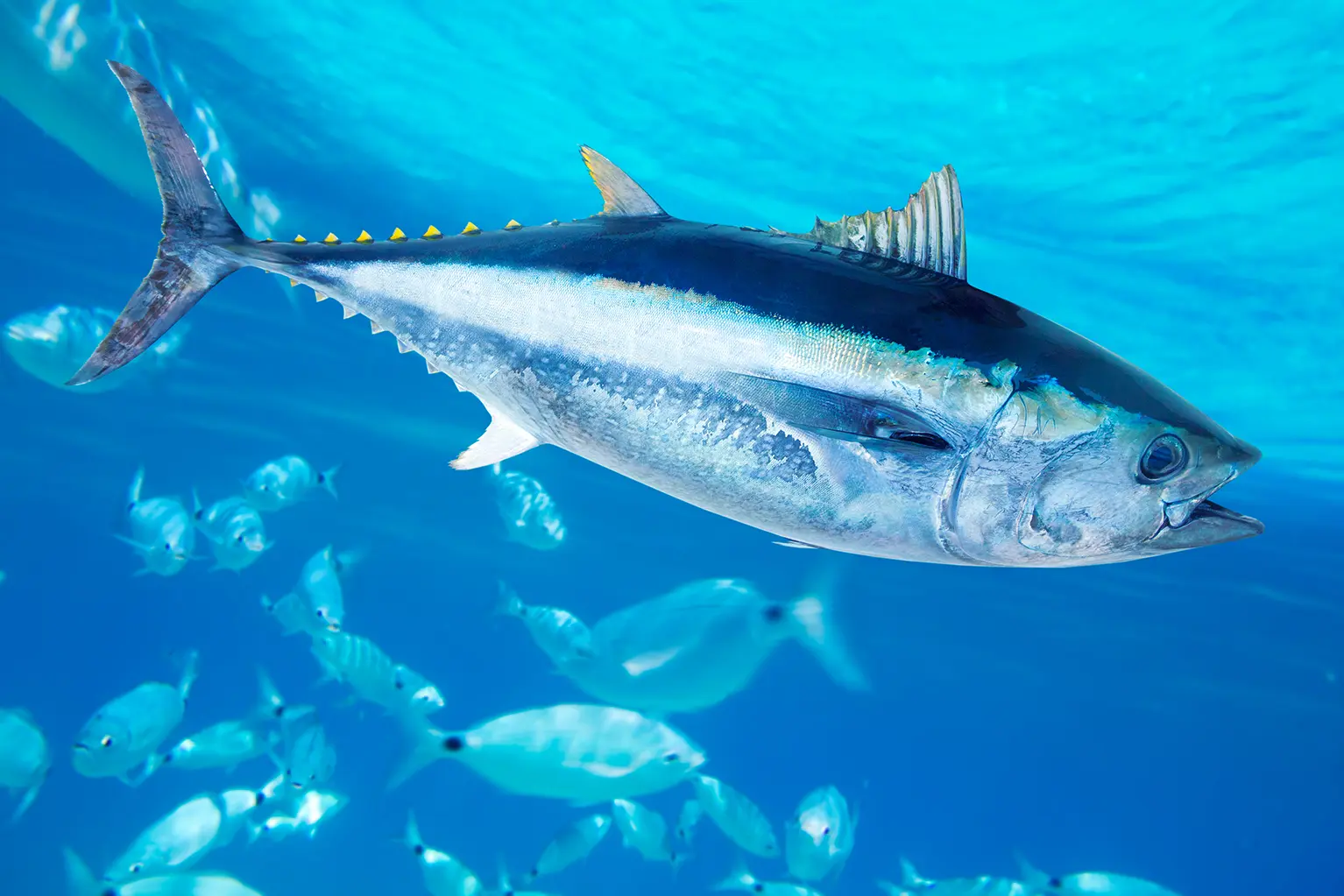 本マグロの品質